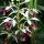Phaius tankervilleae