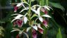 Phaius tankervilleae