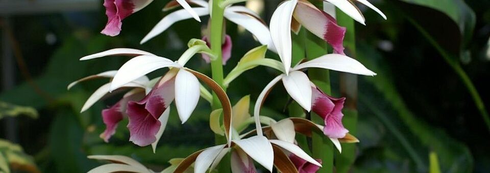 Phaius tankervilleae
