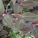 Ludisia discolor