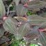 Ludisia discolor