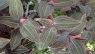 Ludisia discolor