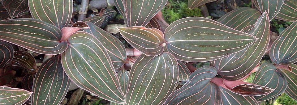 Ludisia discolor