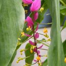 Globba winitii