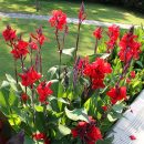 Canna paniculata
