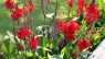 Canna paniculata