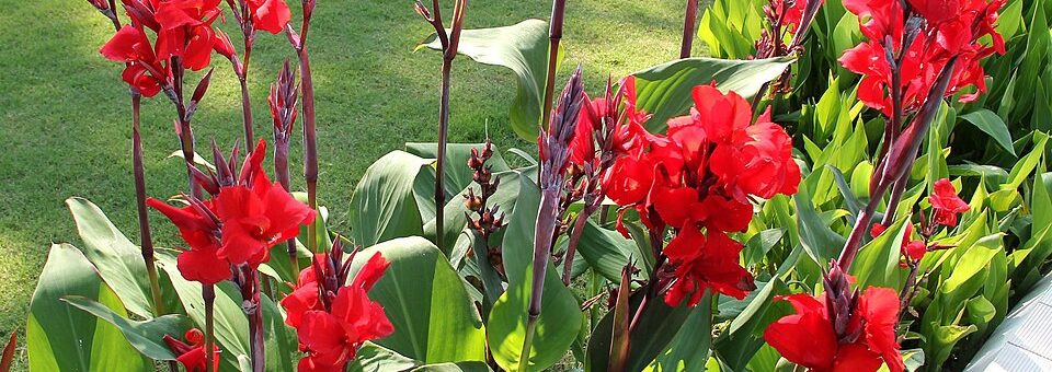 Canna paniculata