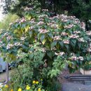 Clerodendro tricotômico