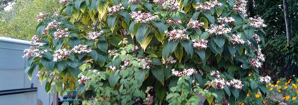 Clerodendro tricotômico