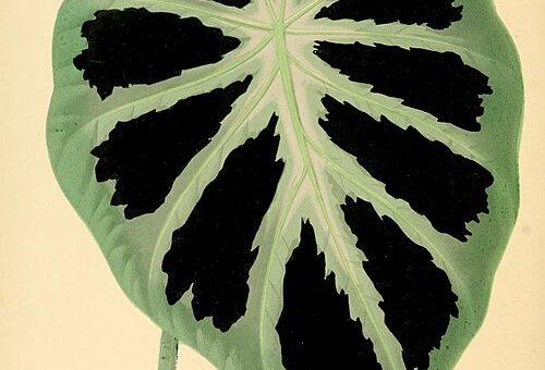 Colocasia affinis  “Jenningsii”