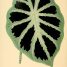 Colocasia affinis  “Jenningsii”