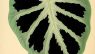 Colocasia affinis  “Jenningsii”