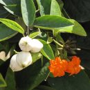 Cordia sebestena