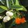 Cordia sebestena