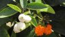 Cordia sebestena