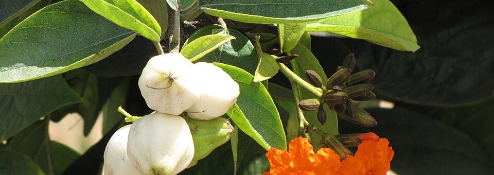 Cordia sebestena