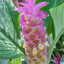 Curcuma petiolata