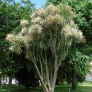 Cordyline australis