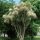 Cordyline australis