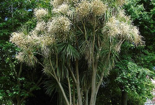 Cordyline australis