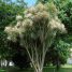 Cordyline australis