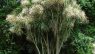 Cordyline australis