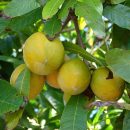 Lucuma campechiana