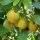 Lucuma campechiana