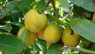 Lucuma campechiana