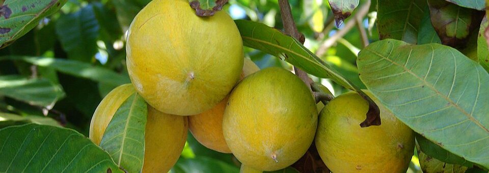 Lucuma campechiana
