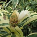 Costus arabicus “Variegatus”