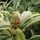 Costus arabicus “Variegatus”