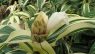 Costus arabicus “Variegatus”