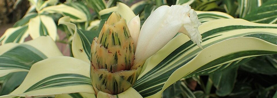Costus arabicus “Variegatus”