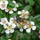 Cotoneaster dammeri