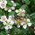 Cotoneaster dammeri
