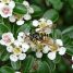 Cotoneaster dammeri