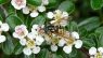 Cotoneaster dammeri
