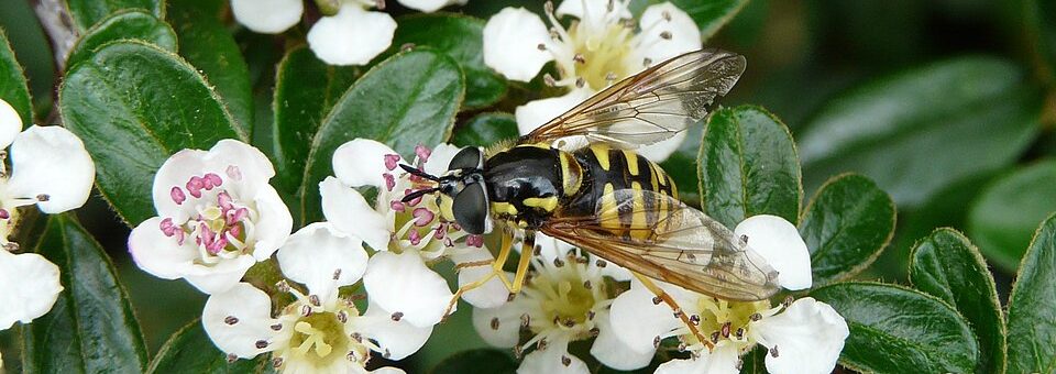 Cotoneaster dammeri