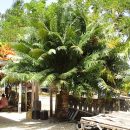Cycas rumphii