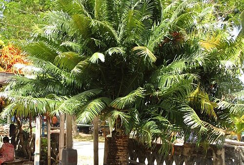 Cycas rumphii