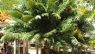Cycas rumphii