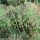 Cyperus prolifer