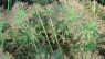 Cyperus prolifer