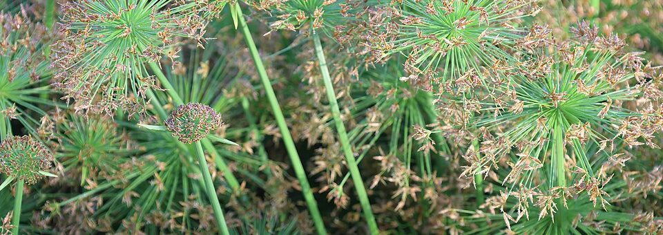Cyperus prolifer