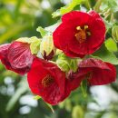 Abutilon × hybridum
