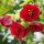 Abutilon × hybridum