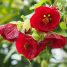 Abutilon × hybridum
