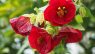 Abutilon × hybridum