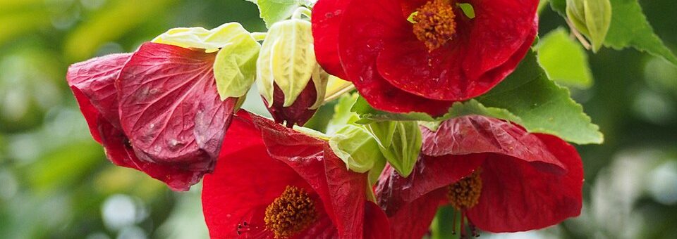 Abutilon × hybridum